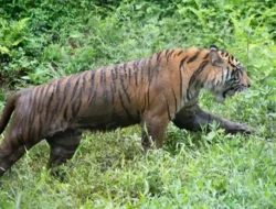 Tragedi di Lampung Barat: Petani Tewas Diterkam Harimau Sumatera, Kembali Picu Kekhawatiran Konflik Manusia-Satwa Liar