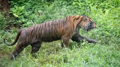 Tragedi di Lampung Barat: Petani Tewas Diterkam Harimau Sumatera, Kembali Picu Kekhawatiran Konflik Manusia-Satwa Liar